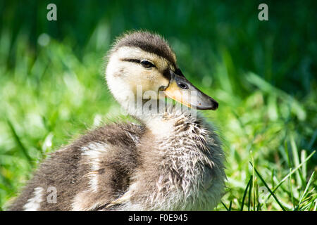 Canard bébé Banque D'Images