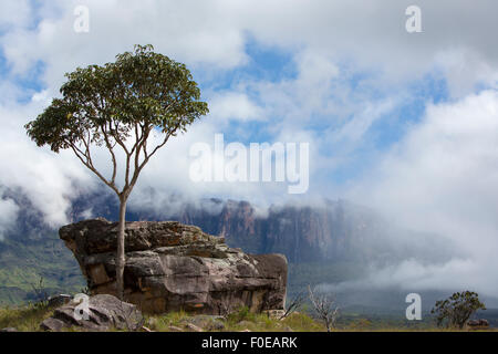 Arbre endémique et le Mont Roraima en arrière-plan avec les nuages. Gran Sabana. Venezuela 2015. Banque D'Images