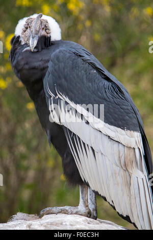 Condor des Andes (Vultur gryphus) dans les Andes vénézuéliennes. Vu à une réserve d'oiseaux en plein air près d'Otavalo, Équateur Banque D'Images