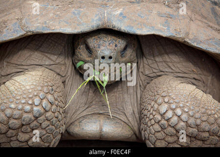 Tortue terrestre des Galapagos Giant, mange de l'herbe à El chato Tortue réserver. Îles Galápagos en 2015. Banque D'Images