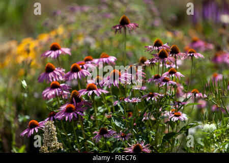 Echinacea purpurea pourpre coneflower dans la prairie du jardin d'été Banque D'Images