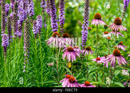 Liatris spicata, étoile dense flamboyante gayfeather Echinacea purpurea prairie d'été du jardin de coneflower pourpre oriental Banque D'Images