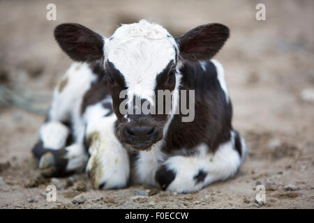 Vache bébé repéré en appui sur le sol à l'animal marché andin d'Otavalo et regardant la caméra. Equateur 2015 Banque D'Images