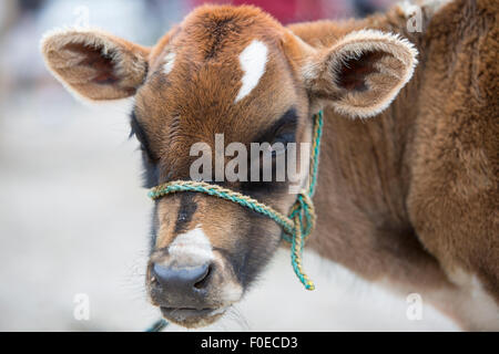 Spotted brown baby cow au animal marché andin d'Otavalo et regardant la caméra. Equateur 2015 Banque D'Images