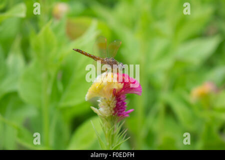 Close up d'une Libellule s'arrêtent sur la fleur. Banque D'Images