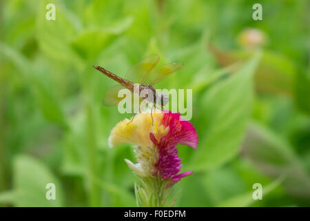 Close up d'une Libellule s'arrêtent sur la fleur. Banque D'Images