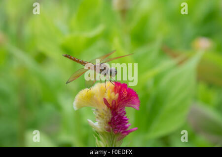 Close up d'une Libellule s'arrêtent sur la fleur. Banque D'Images