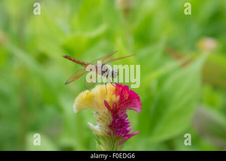 Close up d'une Libellule s'arrêtent sur la fleur. Banque D'Images