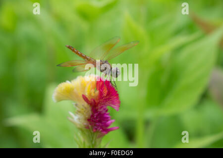 Close up d'une Libellule s'arrêtent sur la fleur. Banque D'Images