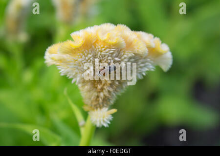 Bourdon la collecte du pollen dans le soleil d'été Banque D'Images