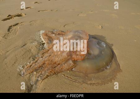 Une méduse, Medusozoa, rejetés sur la plage. Banque D'Images