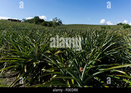 La culture d'ananas dans le bassin de l'Amazone au Pérou, huanuco.. Banque D'Images