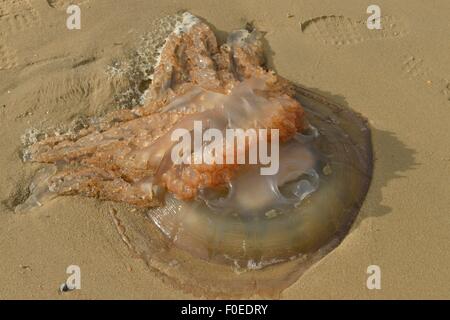 Une méduse, Medusozoa, rejetés sur la plage. Banque D'Images