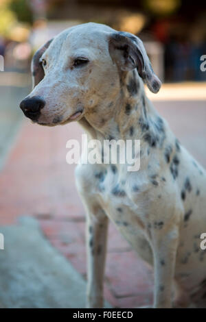 Beau Portrait de chien Dalmatien dans Taganga, Colombie 2014. Banque D'Images