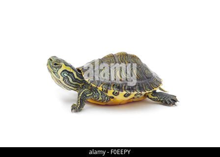 Tortue d'eau sur fond blanc Banque D'Images