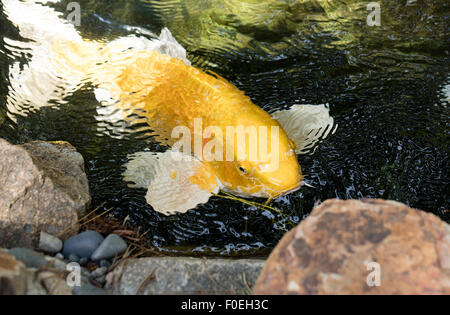 Perky Koi natation jusqu'à voir s'il y a de la nourriture dans un étang ombragé. Banque D'Images