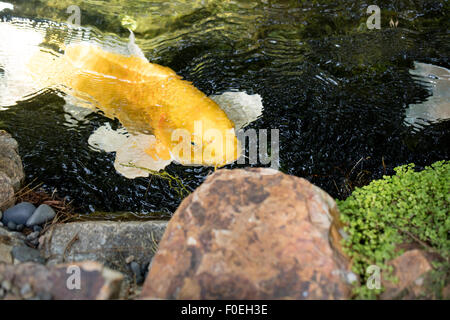 Perky Koi natation jusqu'à voir s'il y a de la nourriture dans un étang ombragé. Banque D'Images