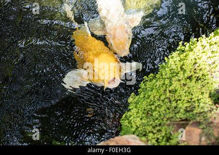 Perky Koi natation jusqu'à voir s'il y a de la nourriture dans un étang ombragé. Banque D'Images