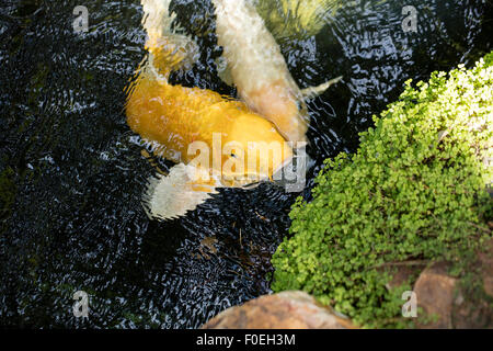 Perky Koi natation jusqu'à voir s'il y a de la nourriture dans un étang ombragé. Banque D'Images