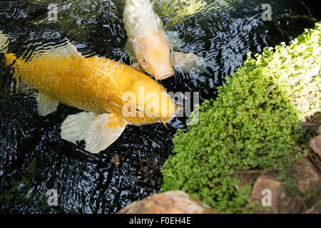 Perky Koi natation jusqu'à voir s'il y a de la nourriture dans un étang ombragé. Banque D'Images