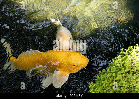 Perky Koi natation jusqu'à voir s'il y a de la nourriture dans un étang ombragé. Banque D'Images