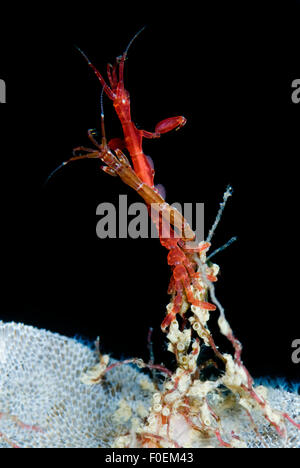 Deux crevettes squelette (Caprellidea sp) sur le Sea-mat / croûte Lacy (bryozoaire Membranipora membranacea)Saltstraumen, Bodö, Norvège, octobre 2008 Banque D'Images