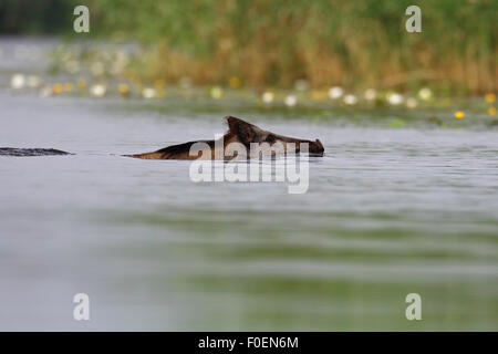 Le sanglier (Sus scrofa) Nager dans l'eau, Mecklembourg, occidentale, Allemagne Banque D'Images