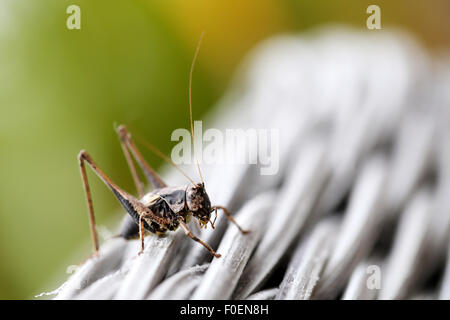 Une Pholidoptera griseoaptera Bush, Cricket, escalade sur salon de jardin dans un jardin de banlieue en Enland, UK Banque D'Images