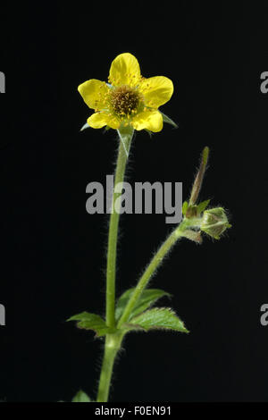 Echte Nelkenwurz, Geum urbanum, Banque D'Images