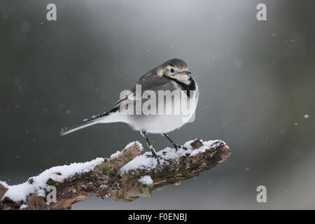 Un pied bergeronnette perchée sur une branche dans la neige Banque D'Images