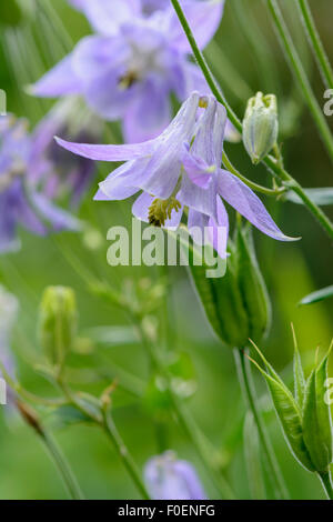 Aquilegia vulgaris ancolie commune, Banque D'Images