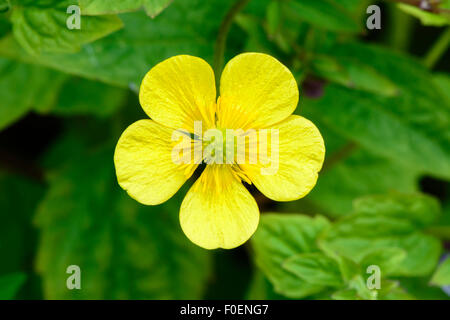 Ranunculus repens, la renoncule rampante, creeping crowfoot Banque D'Images