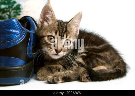 Rayé gris chaton jouant avec un boot Banque D'Images