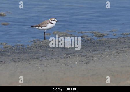 Kentish Plover (Charadrius alexandrinus), Bonanza salines, Sanlucar de Barameda, Andalousie, espagne. Banque D'Images