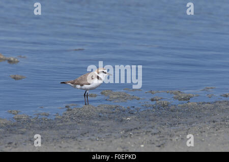 Kentish Plover (Charadrius alexandrinus), Bonanza salines, Sanlucar de Barameda, Andalousie, espagne. Banque D'Images