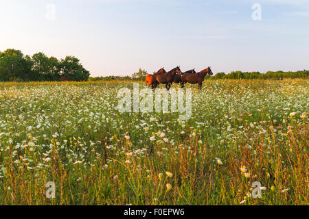 Quatre chevaux debout sur un pré de fleurs au coucher du soleil, le Gotland, Suède Banque D'Images