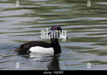 Fuligule morillon Aythya fuligula drake natation Norfolk Banque D'Images