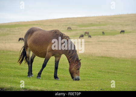 Poneys Exmoor sur Kipscombe d'Exmoor, Hill Banque D'Images