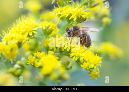 Abeille à miel miel de fleurs jaune suce Banque D'Images