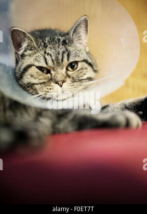 Close up of cat portant un collier de protection en plastique autour du cou. La protection empêche l'animal d'atteindre la partie du corps avec une opération récente. Banque D'Images