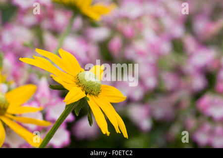 Rudbeckia hirta 'Irish Eyes'. Coneflower poussant parmi les penstemons en une frontière. Banque D'Images