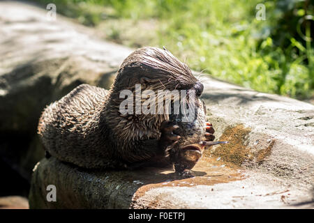 Otter (Lontra canadensis) et manger son poisson sur la rive Banque D'Images