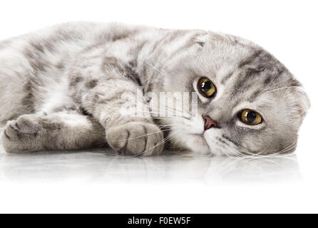 Magnifique chat adulte gris duveteux, race scottish-fold, Close up portrait , sur fond blanc, isolé Banque D'Images