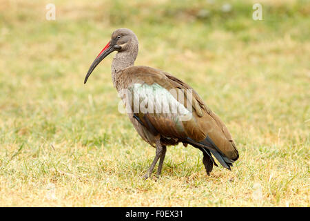 (Bostrychia hagedash Ibis hagedash) sur la zone d'herbe par le lac Naivasha, Kenya Banque D'Images