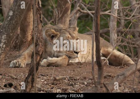 L'asiatique au repos - lion lionne Banque D'Images