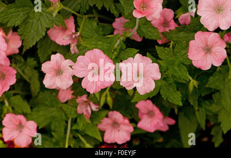 Geranium endressii 'Wargrave Pink' Fleurs Banque D'Images