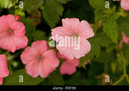 Geranium endressii 'Wargrave Pink' Fleurs Banque D'Images