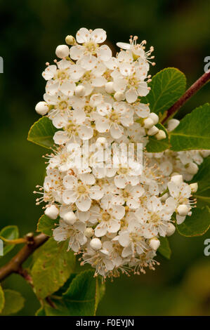 Pyracantha coccinea 'colonne rouge fleurs ' Banque D'Images