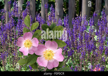 Steppen-Salbei Hundsrose ; Salvia nemorosa,, rosa canina Banque D'Images