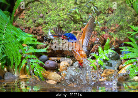 Blue-eared kingfisher(mâle) la capture de poissons. Banque D'Images